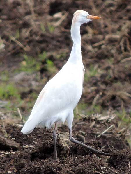 Cattle Egret, Bubulcus ibis, photo © by Michael Plagens