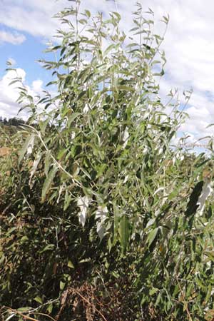 Butterfly Bush, Buddleja polystachya, photo © by Michael Plagens