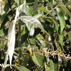 Butterfly Bush, Buddleja polystachya, photo © by Michael Plagens