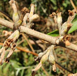 developing fruit of Butterfly Bush, Buddleja polystachya, photo © by Michael Plagens