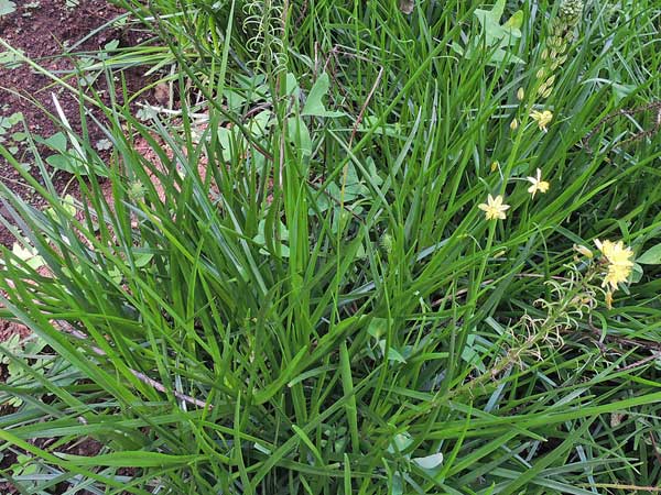 Bulbine frutescens in Kenya photo © by Michael Plagens