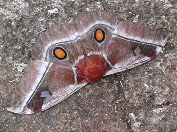 Cabbage Tree Emperor, Bunaea alcinoe, Kilifi, Kenya. Photo © by Helvi Rissanen