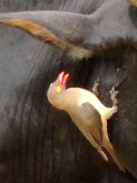 Red-billed Oxpecker, Buphagus erythrorhynchus, photo © by Michael Plagens