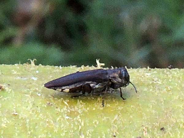 a buprestid beetle from Kenya, photo © by Michael Plagens