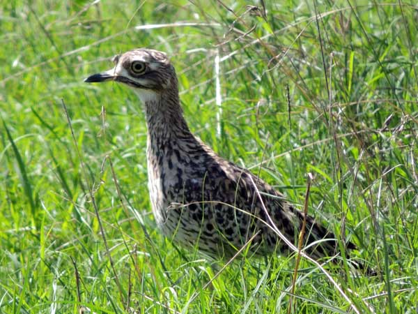 Spotted Thick-knee, Burhinus capensis, photo © by Michael Plagens