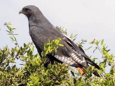 Augur Buzzard, Buteo augur, photo © by Michael Plagens