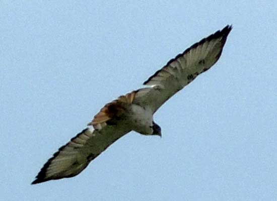 Augur Buzzard, Buteo augur, photo © by Michael Plagens