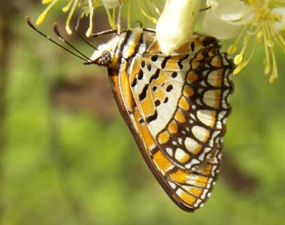 wings underside joker butterfly, Byblia, from Nairobi, Kenya, Jan. 2012. Photo © by Michael Plagens