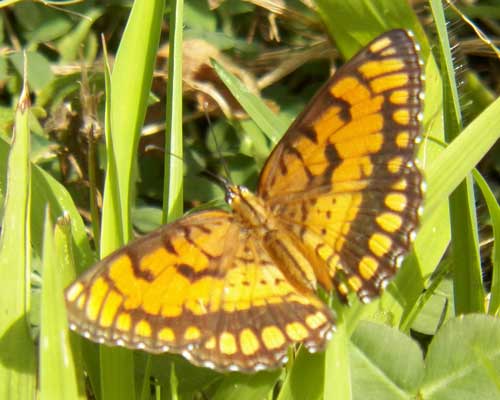 a joker butterfly, Byblia ilithyia, from Nairobi, Kenya, Jan. 2012. Photo © by Michael Plagens