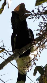 Black-and-White-Casqued Hornbill feeding on fruit of the Parasol Tree, photo © by Michael Plagens