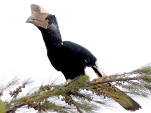 Black-and-White-Casqued Hornbill, Bycanistes subcylindricus, photo © by Michael Plagens