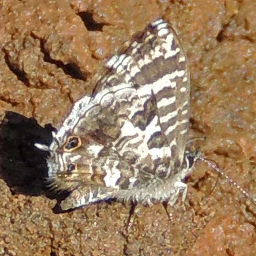 Bush Blue, Cacyreus, Eldoret, Kenya. Photo © by Michael Plagens