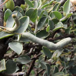 fruit of Cadaba farinosa from Magadi Road, Kenya, photo © by Michael Plagens