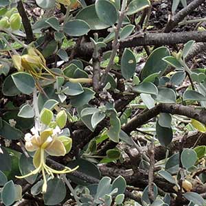 Cadaba farinosa from Magadi Road, Kenya, photo © by Michael Plagens