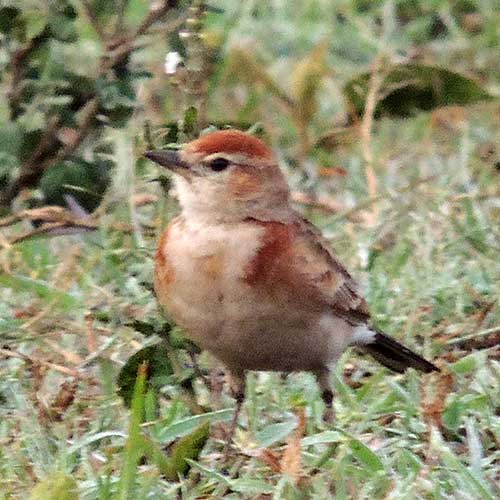 Red-capped Lark, Calandrella cinerea, photo © by Michael Plagens