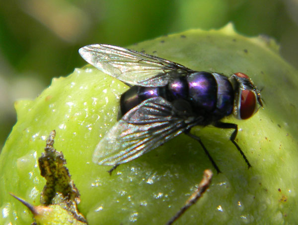 a Calliphorid fly found at Eldoret, Kenya, Oct. 2010. Photo © by Michael Plagens