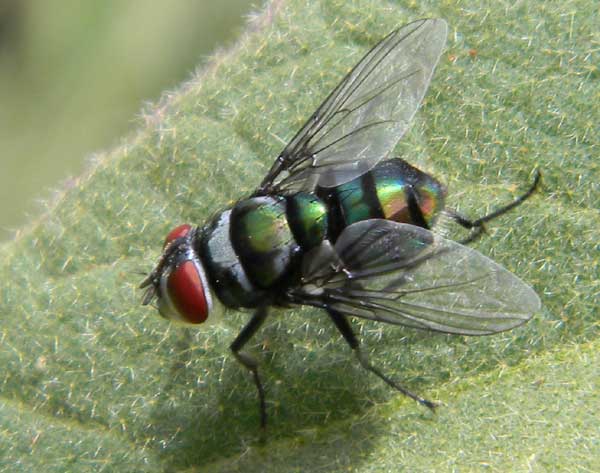 a Calliphorid fly found at Eldoret, Kenya, Oct. 2010. Photo © by Michael Plagens