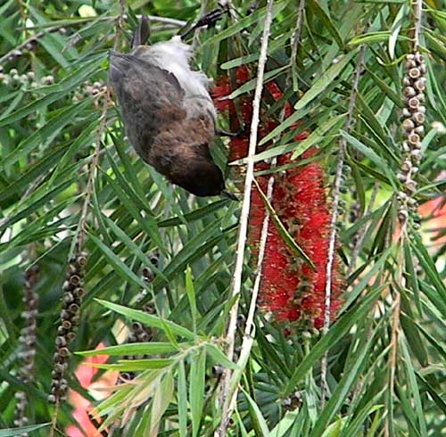 Weeping Bottlebrush, Callistemon viminalis, Kenya, photo © by Michael Plagens