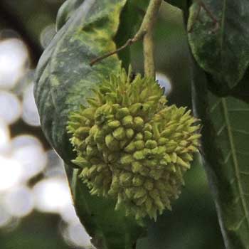 Fruit of Cape Chestnut, Calodendrum capense, Nairobi, Kenya, photo © by Michael Plagens