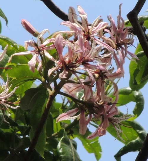 Cape Chestnut, Calodendrum capense, Nairobi, Kenya, photo © by Michael Plagens