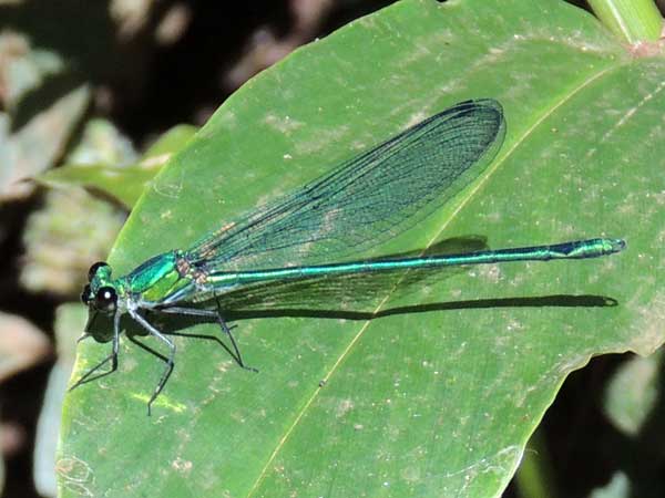 Sapphire Demoiselle, Umma saphrina from Kakamega, Kenya, Dec. 2014. Photo © by Michael Plagens