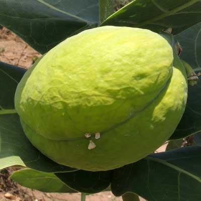 fruit of Calotropis procera plant photo © by Michael Plagens