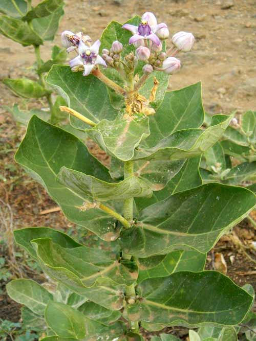 Calotropis procera plant photo © by Michael Plagens