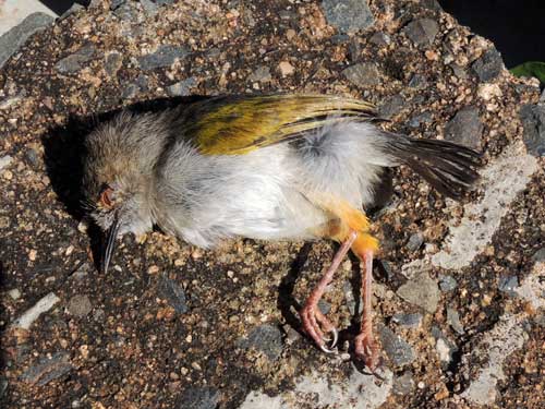 Gray-backed Camaroptera, Camaroptera brevicaudata, photo © by Michael Plagens