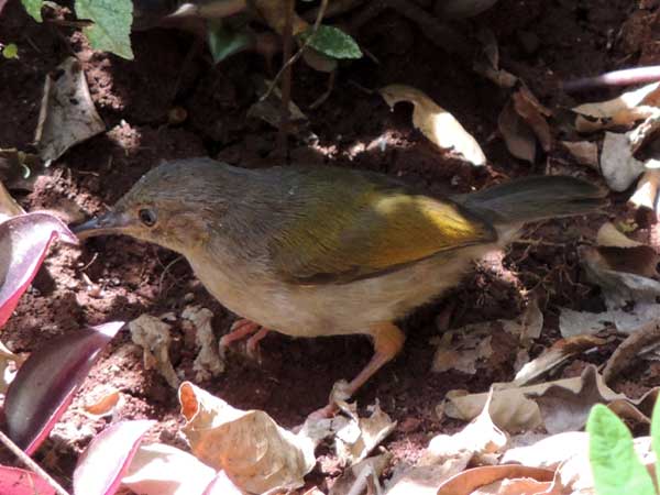 Gray-backed Camaroptera, Camaroptera brevicaudata, photo © by Michael Plagens