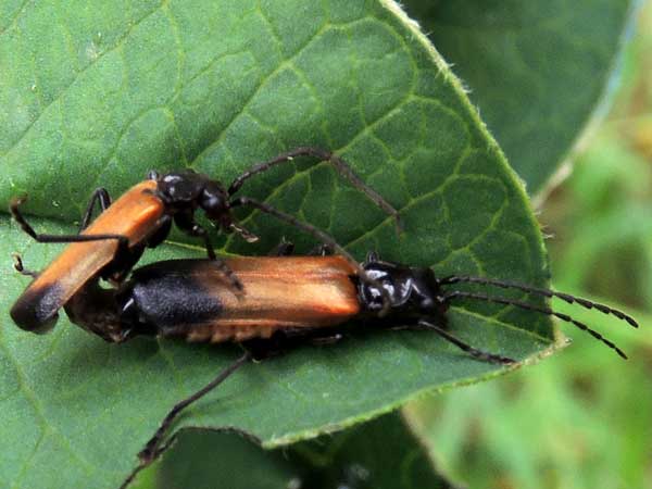 Soldier Beetle, Cantharidae, a beneficial insect in Zea mays in Eldoret, Kenya. Photo © by Michael Plagens