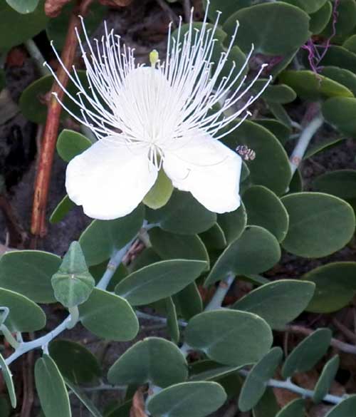 Seaside Caper, Capparis cartilaginea, Mombasa, Kenya, photo © by Michael Plagens