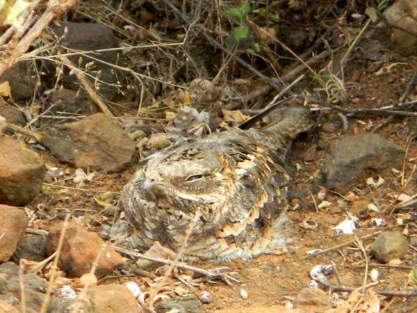 Slender-tailed Nightjar, Caprimulgus clarus, photo © by Michael Plagens.