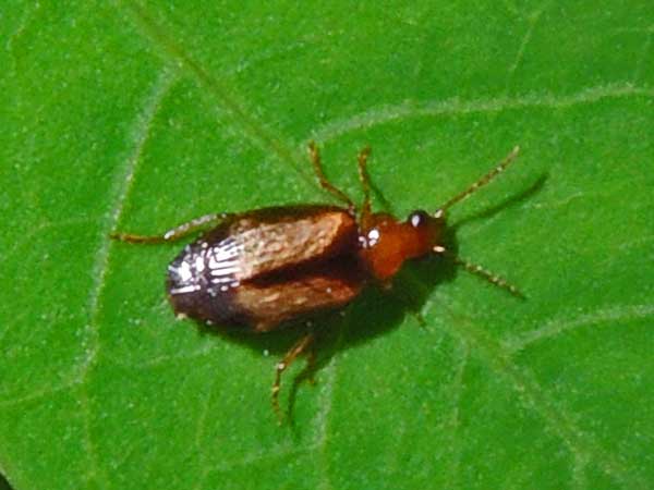 Carabidae in moist woodland, Iten, Kenya, photo © by Michael Plagens