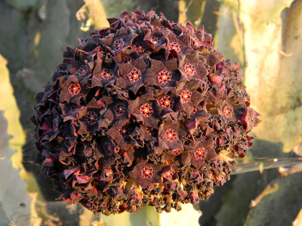 Caralluma inflorescence photo © by Michael Plagens