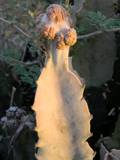 succulent milkweed from Baringo region photo © by Michael Plagens