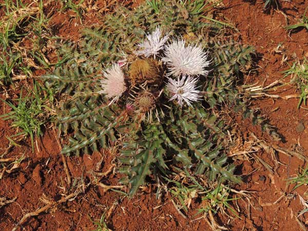 flower heads and foliage of Carduus chamaecephalus, Kenya, photo © by Michael Plagens