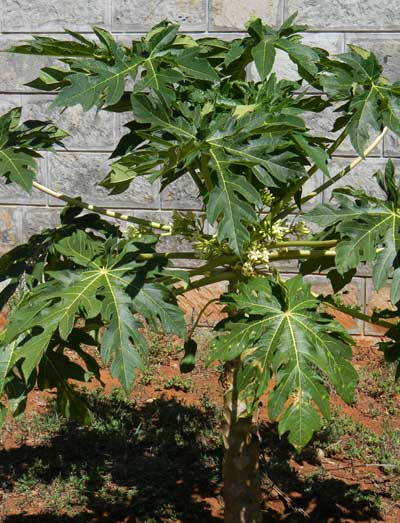 Papaya, Carica papaya, cultivated fruit tree, Kenya, photo © by Michael Plagens