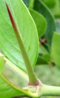 Strong, sharp thorn of Carissa edulis photo © Michael Plagens