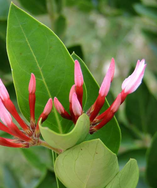 Carissa edulis in the Rift Valley of Kenya, photo © by Michael Plagens