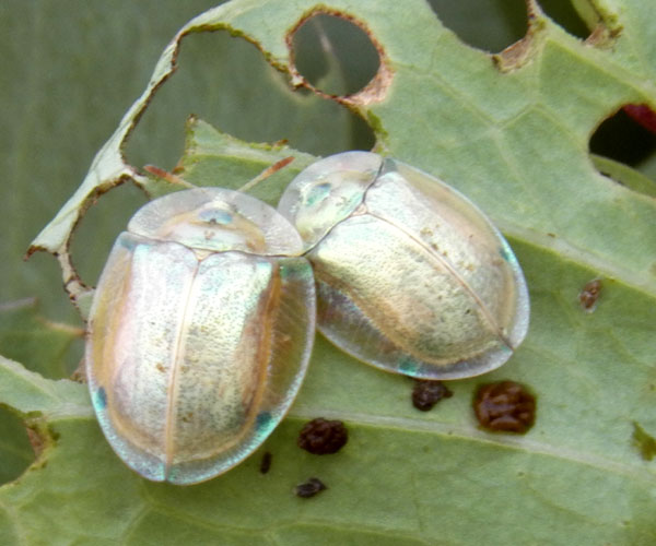 a tortoise beetle, Cassidinae, from Mombasa, Kenya, photo © by Michael Plagens