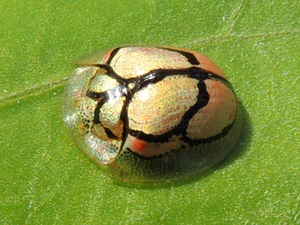 a tortoise beetle, Cassidinae, from Kajiado, Kenya, photo © by Michael Plagens