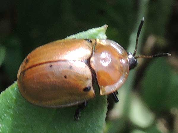 a tortoise beetle, Cassidinae, from Nairobi National Park, Kenya, photo © by Michael Plagens