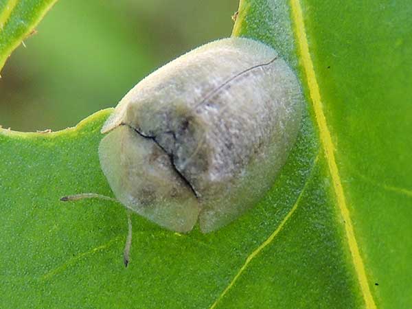 a tortoise beetle, Cassidinae, from Kerio Valley, Kenya, photo © by Michael Plagens