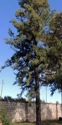 River She-oak, Casuarina cunninghamiana, from highland Kenya, photo © by Michael Plagens