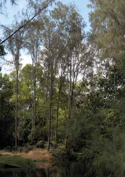 She-oak, Casuarina equisetifolia, from coastal Kenya, photo © by Michael Plagens