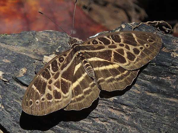 Common Pathfinder, Catuna crithea, Kenya. Photo © by Michael Plagens