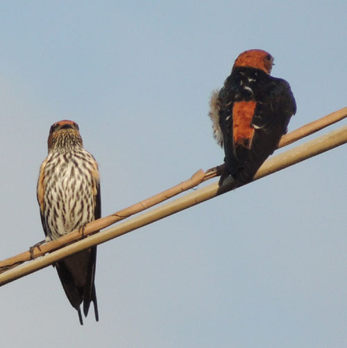 Striped Swallow, Cecropis abyssinica, photo © by Michael Plagens