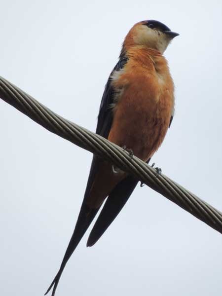 Mosque Swallow, Cecropis senegalensis, photo © by Michael Plagens.