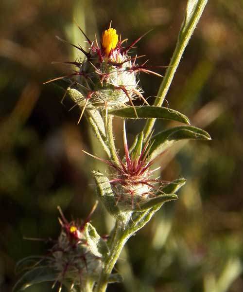 Malta Star Thistle, Centaurea melitensis, Eldoret, Kenya, photo © by Michael Plagens