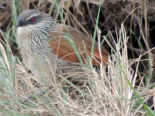 White-browed Coucal, Centropus superciliosus, photo © by Michael Plagens.